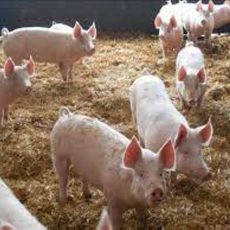 GAEC Labbé - porc et colza bio